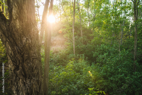 Forest sun