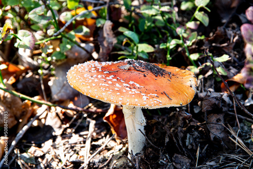 Amanita mushroom (fly agaric) in autumn sunlight in forest (closeup photography).