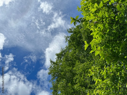 Summer sky with trees.