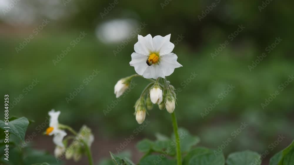 White flowers of potatoes. Flowering potatoes in a potato field White flowers of potatoes. Flowering potatoes in a potato field