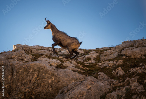 Mountain goat posing at the sunset in the Julian Alps