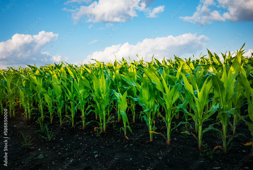 Field of young corn on a sunny day with perfect sky. Ukrainian agrarian region, Europe. Field of young corn on a sunny day with perfect sky. Ukrainian agrarian region, Europe.