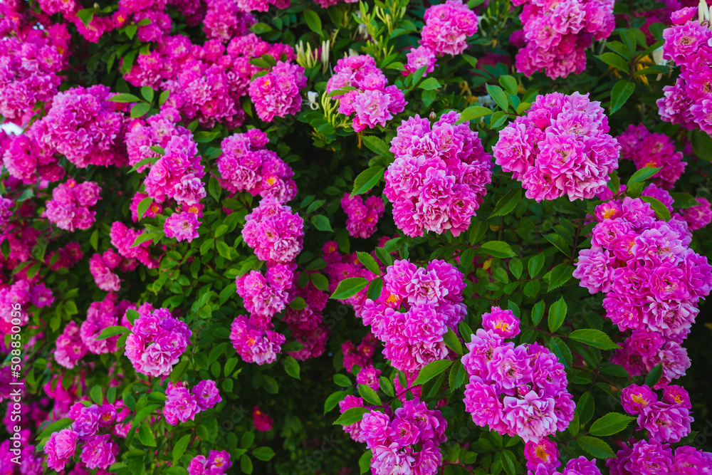 Fantastic pattern of Climbing roses on the wall of the house in full bloom. Fantastic pattern of Climbing roses on the wall of the house in full bloom.