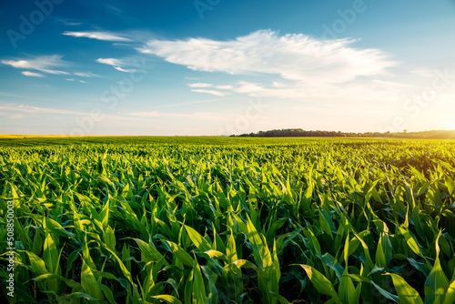 Foto Field of young corn on a sunny day with perfect sky
