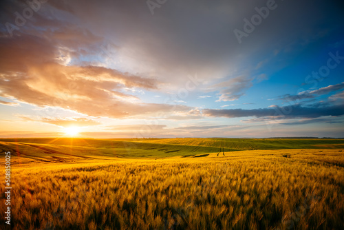 Spectacular sunset in a field of ripe wheat.