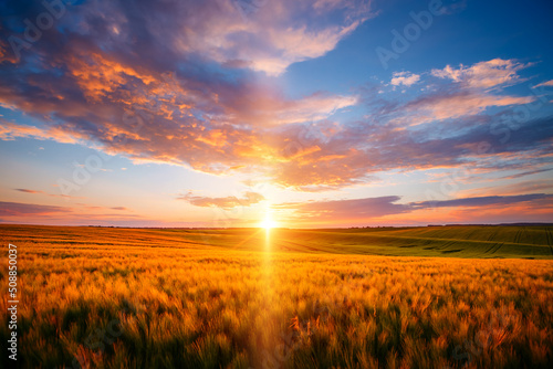 Spectacular sunset in a field of ripe wheat.