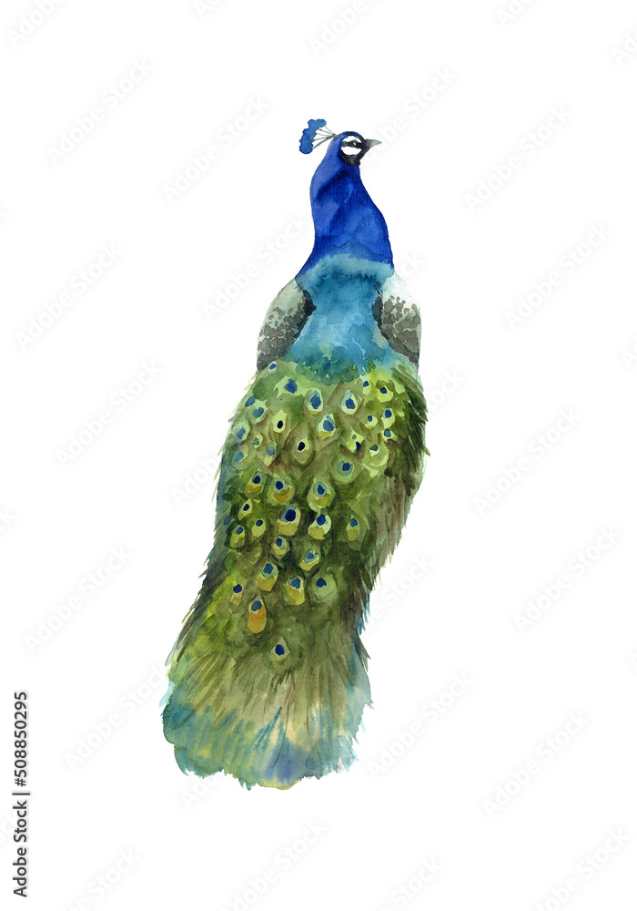 Obraz premium Watercolor peacock on the white background. Summer elegance tropical. Wedding flora botany. Birthday invitation zoo. Stylized painted fauna digital. Invite profile decorative illustration.