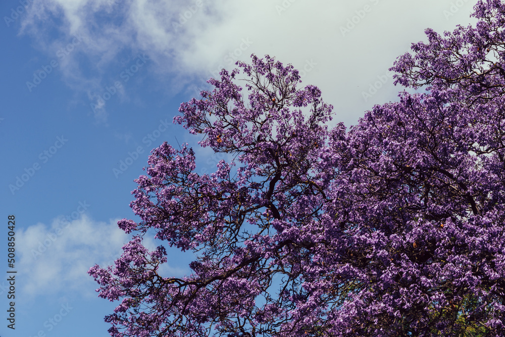 Avenue of vibrant purple jacaranda flowers on trees in Lisbon, Portugal Avenue of vibrant purple jacaranda flowers on trees in Lisbon, Portugal