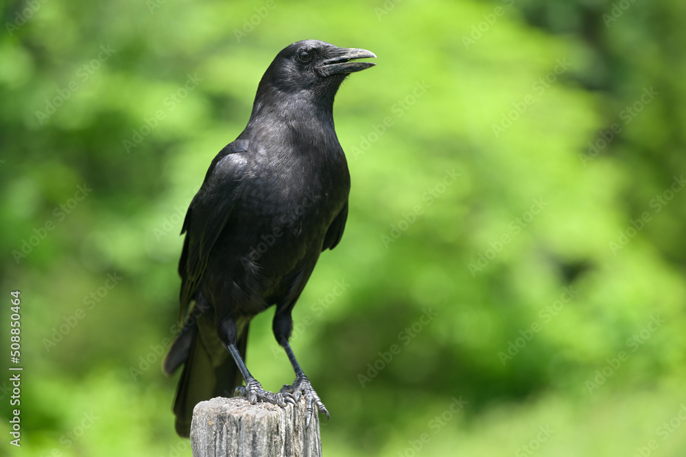 Obraz premium Closeup of a American Crow (Corvus brachyrhynchos) in Cades Cove of Great Smoky Mountains, TN, USA in early springtime.