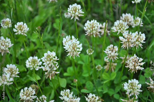 White, creeping clover blooms