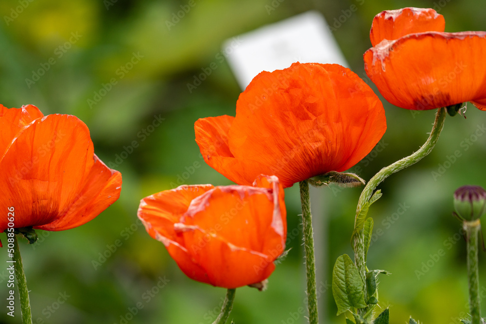 Fototapeta premium red poppy flower