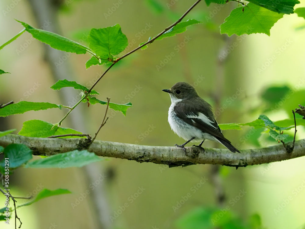 Fototapeta premium Pied flycatcher, Ficedula hypoleuca