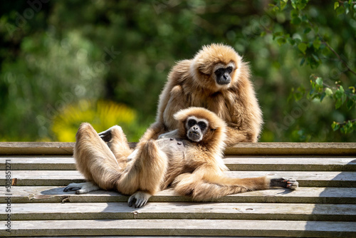 Monkeys on the roof chilling, resty monkeys photo