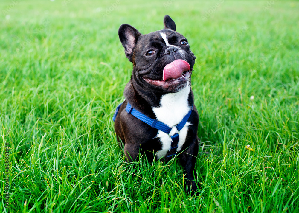 French bulldog on a background of blurred green grass. It is dark in color