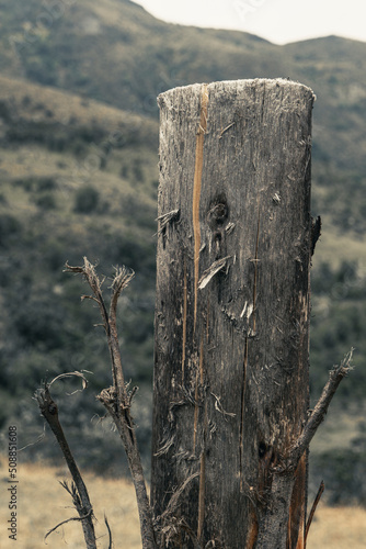 wood texture