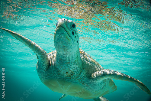 turtles underbelly photo