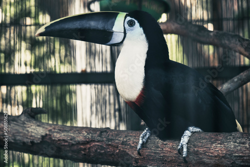 toucan on a branch