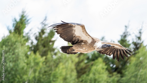 vulture in flight © LDC