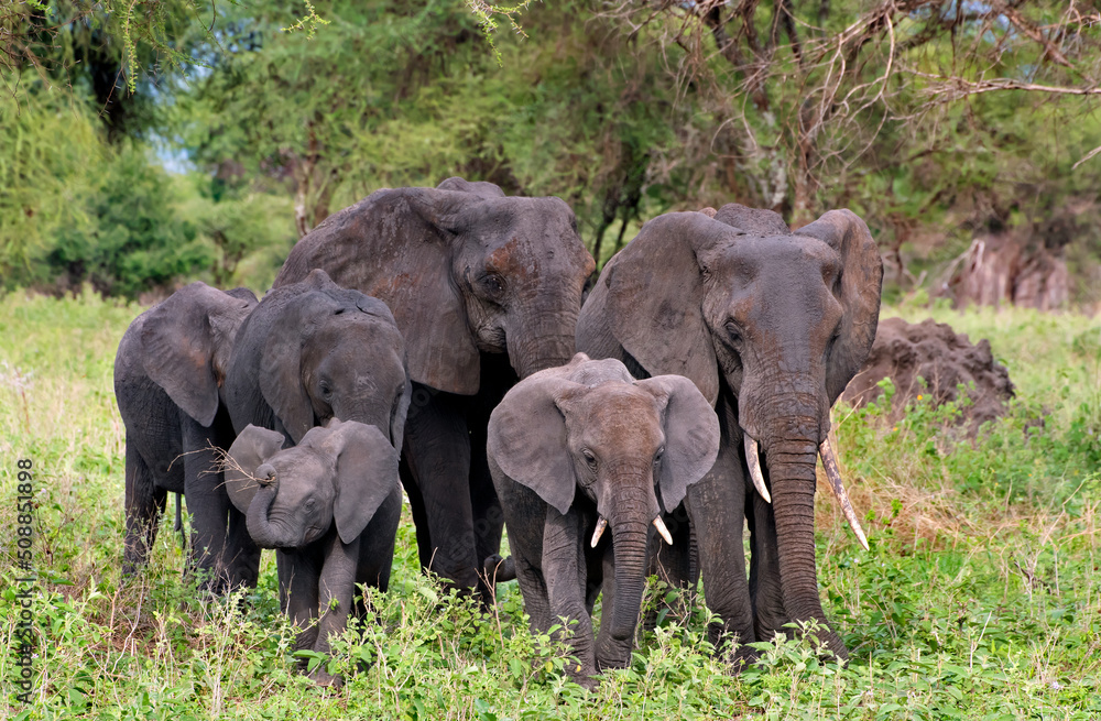 Elephant family in Tarangire National Park