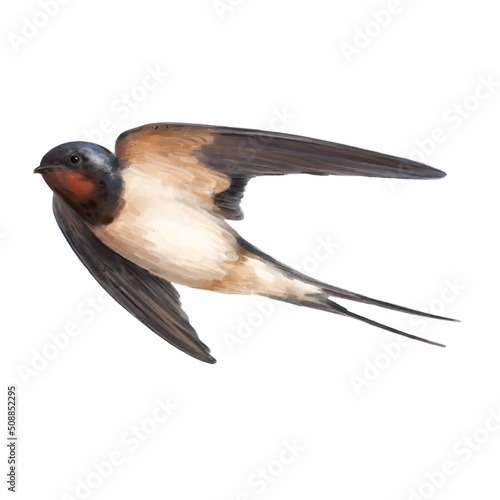 Swallow. Watercolour illustration of a swallow bird. Idea for educational books, postcards, stickers, tattoo. photo