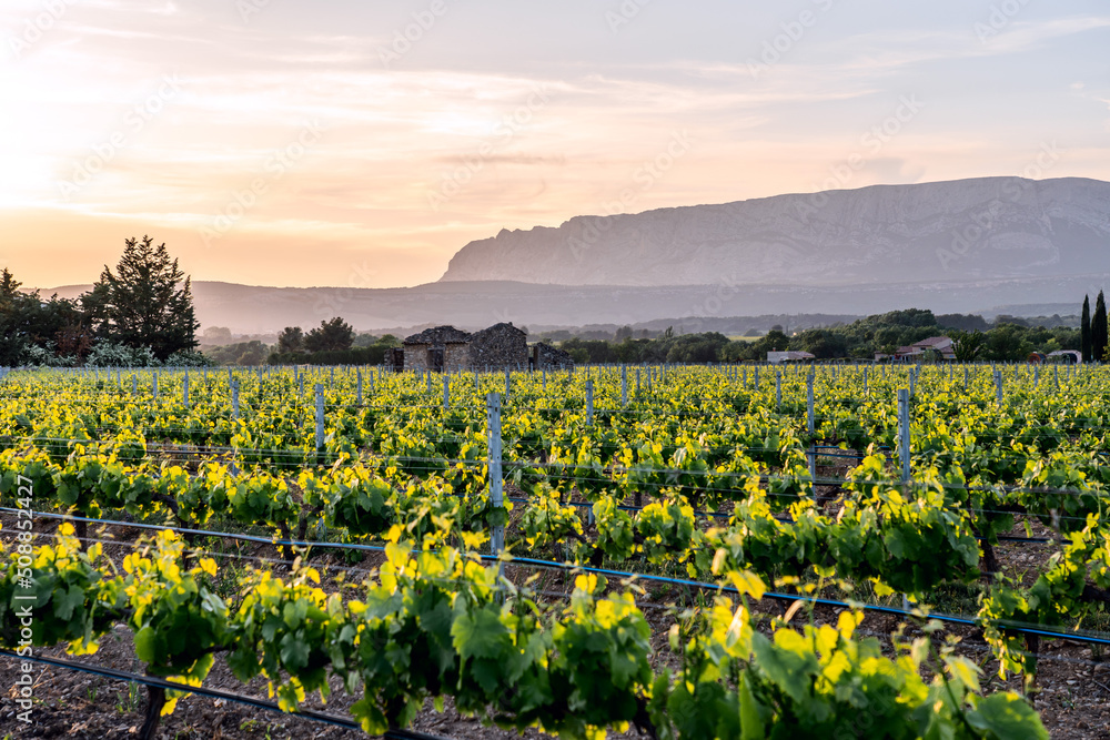 Les vignobles en Provence, au printemps coucher de soleil. Montagne Sainte-Victoire en arrière plan.