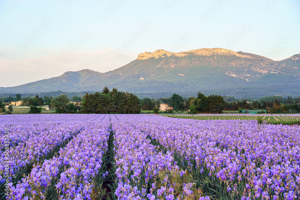 Champ d'iris en Provence. Coucher de soleil.