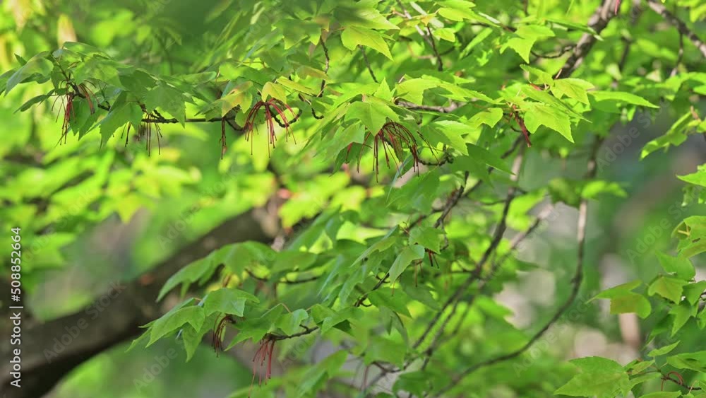 Rustling of fresh green leaves in the tree on a breezy spring evening. with sun shining through them. Close up shot, Natural ecology concept.4K concept footage.