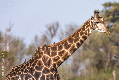 Photography giraffe with birds