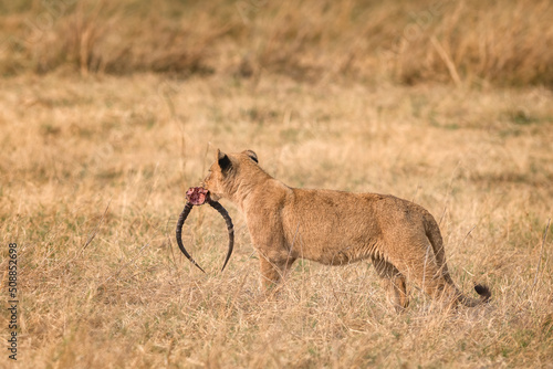 lion cub with horn trophy