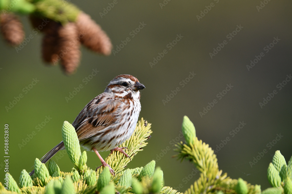 Fototapeta premium Song Sparrow perched in a pine tree