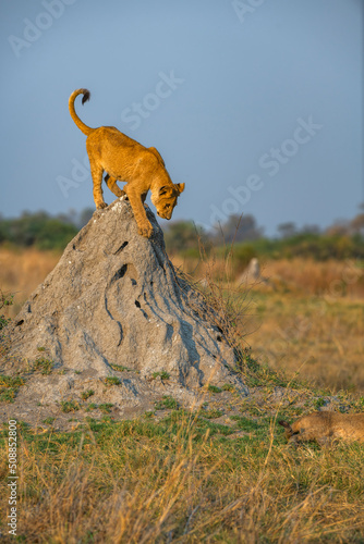 lion cub on a rock