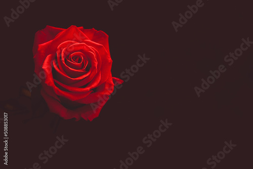 Rose rot Hintergrund in schwarz Platz f  r Text