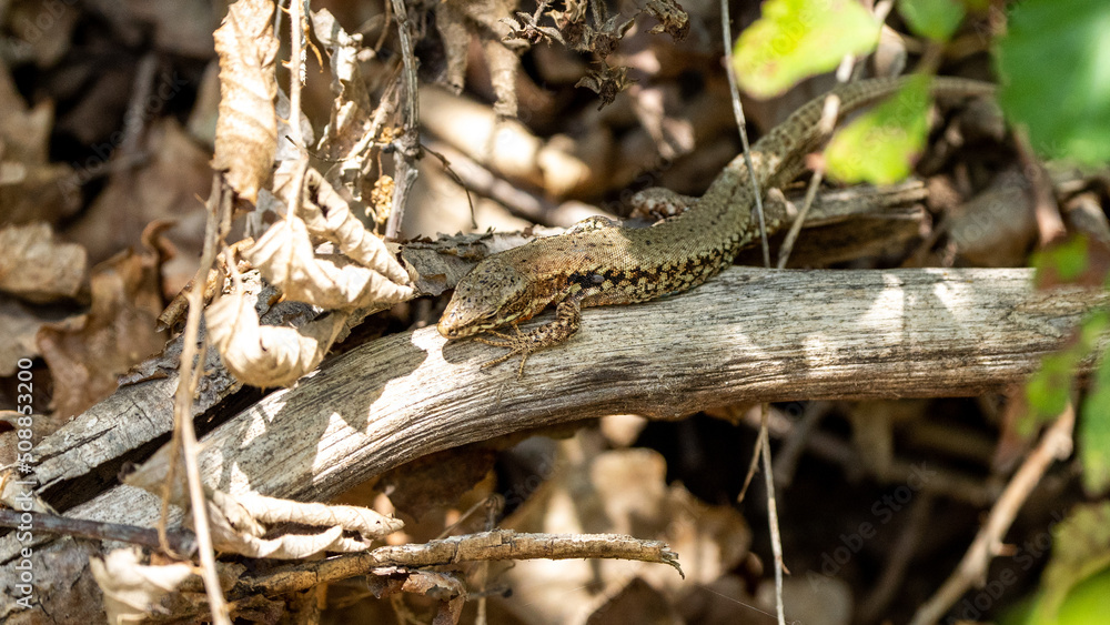 The alpine newt (Ichthyosaura alpestris) lizard on a tree in some leafs. Lizard on a tree. The alpine newt (Ichthyosaura alpestris) lizard on a tree in some leafs. Lizard on a tree.