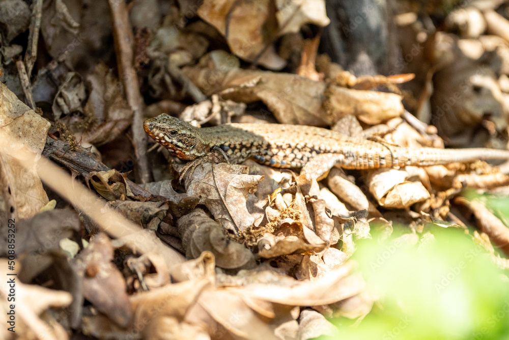 The alpine newt (Ichthyosaura alpestris) lizard on a tree in some leafs. Lizard on a tree. The alpine newt (Ichthyosaura alpestris) lizard on a tree in some leafs. Lizard on a tree.