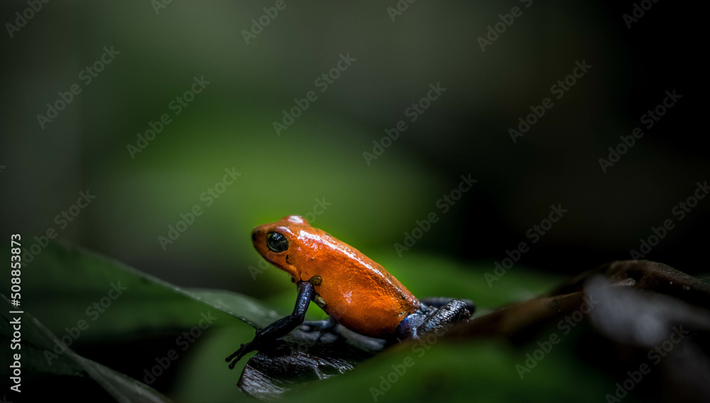 Fototapeta premium frog poisonous