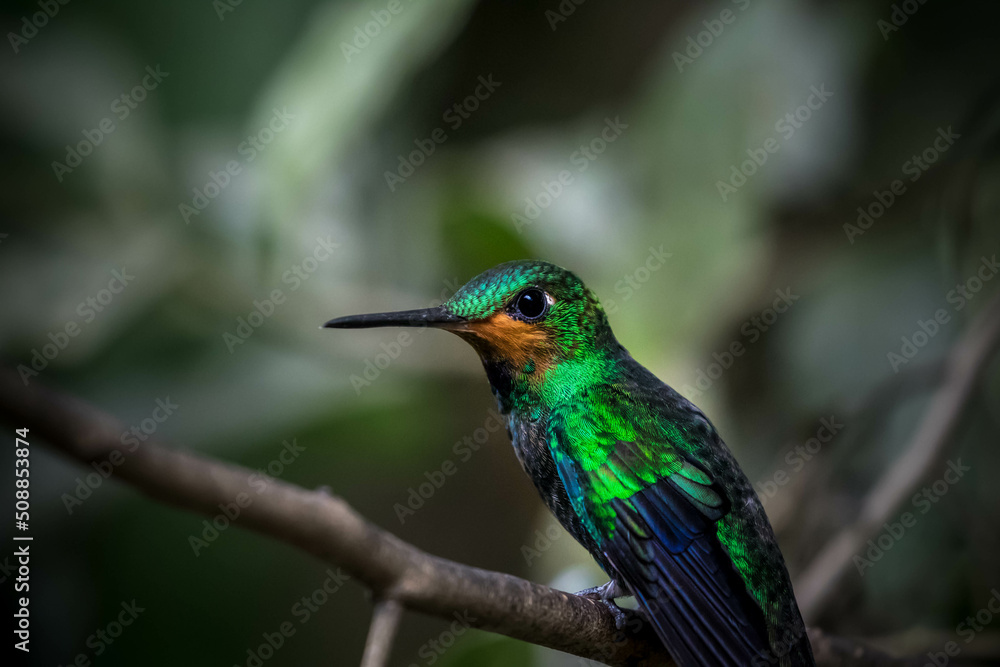 hummingbird hummingbird