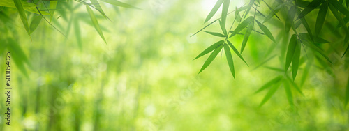 defocused green bamboo leaves panoramic nature background with bokeh highlights