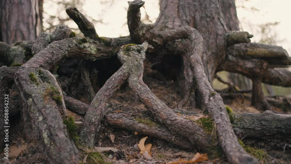 Bare roots of old pine tree protruded from ground. Landscape of old pine forest with tall trees. Pine tree root system looks out camera motion under root Bare roots of old pine tree protruded from ground. Landscape of old pine forest with tall trees. Pine tree root system looks out camera motion under root