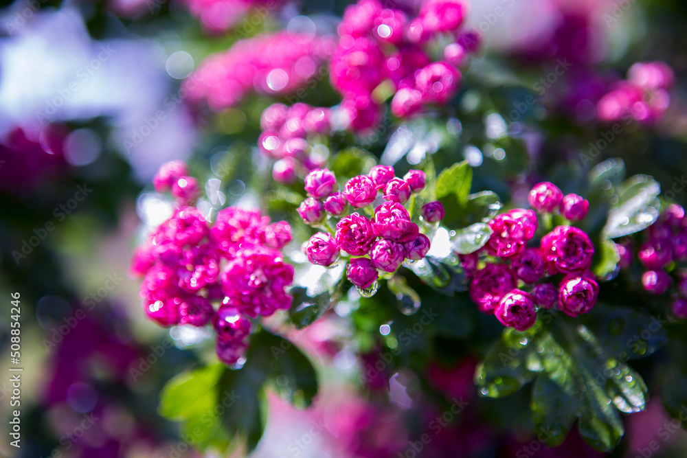 rose flowers rose flowers