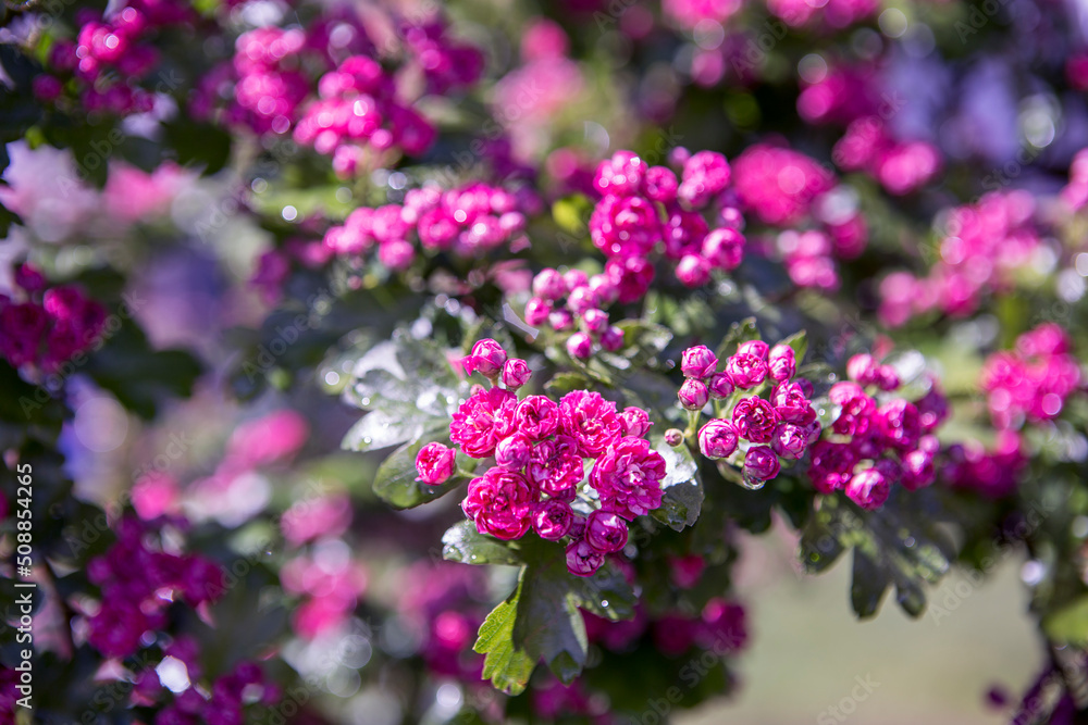 rose flowers