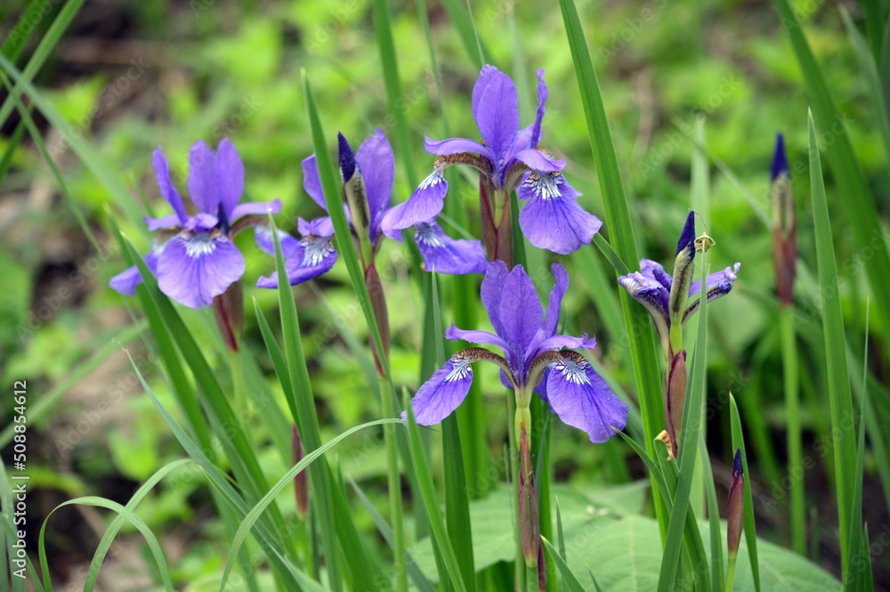 Wild Iris Patch