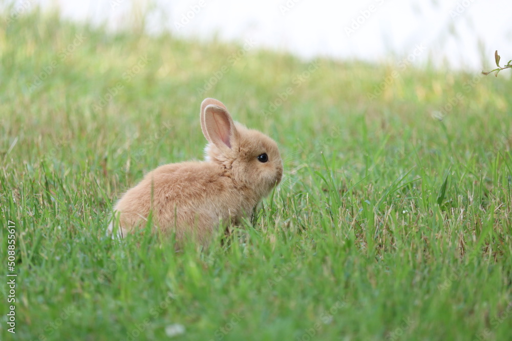 Beautiful little brown rabbit in the grass Beautiful little brown rabbit in the grass