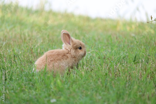 Beautiful little brown rabbit in the grass