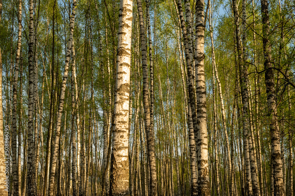 Birch grove in spring. Tree trunks, greenery at sunset. Birch grove in spring. Tree trunks, greenery at sunset.