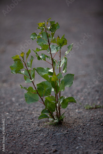 The tree grows through the asphalt