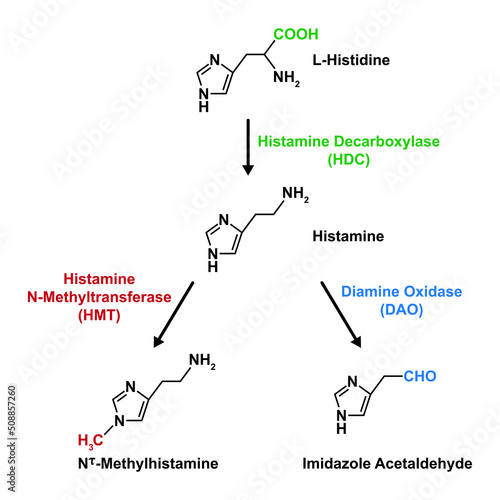 Chemical Designing of Histamine Formation And Inactivation Reactions. Vector Illustration. photo