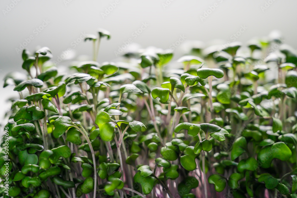 Fresh red cabbage seed sprouts. Microgreens on light background. Gardening at home. Healthy vegan sustainable lifestyle concept