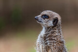 meerkats - Suricate - a small mongoose  - Suricata suricatta