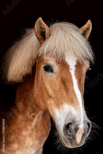 Fototapeta Naklejka Na Ścianę i Meble -  Retrato de cavalo na baia, potro