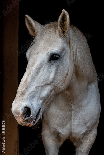 Retrato de cavalo na baia, potro, cavalo branco photo